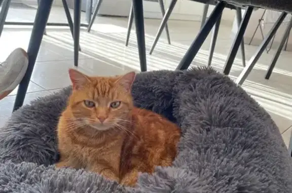 Chat perdu, La Ferrière, photo: Chat roux Dexter perdu à La Ferrière