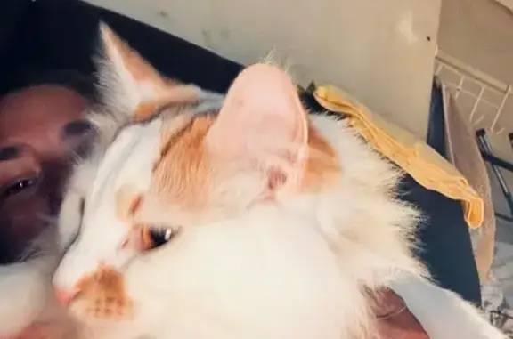 Lost Fluffy Cat: South 9th St, Hamilton