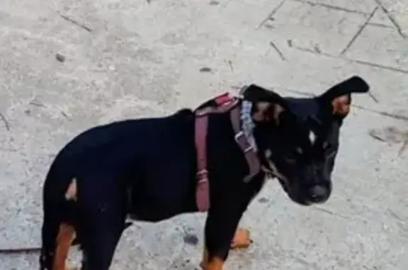¡Cachorro perdido! Negro con cuello gris