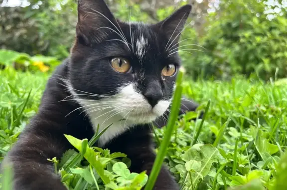 Chaton 6 mois perdu près de Gamm Vert Douvaine - photo