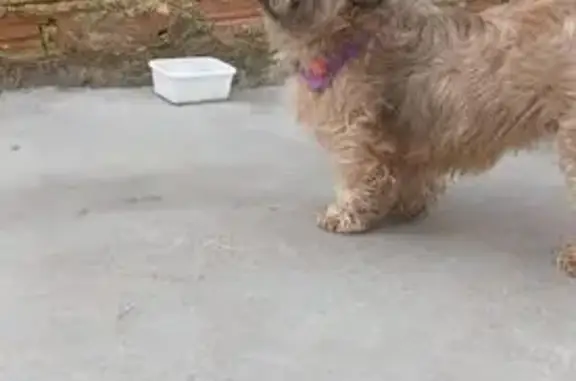 cachorro desaparecida