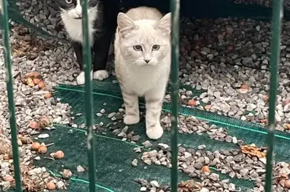 Animaux trouvés Denain, photo: Chat errant intéressé par la nourriture à Denain