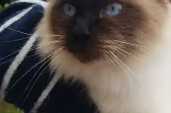 Chat trouvé Coulans-sur-Gée, photo: Chat câlin trouvé Rue des Mésanges