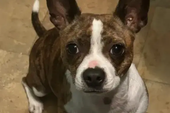 Lost Dog: Brown & White, Leonard Rd, Bryan
