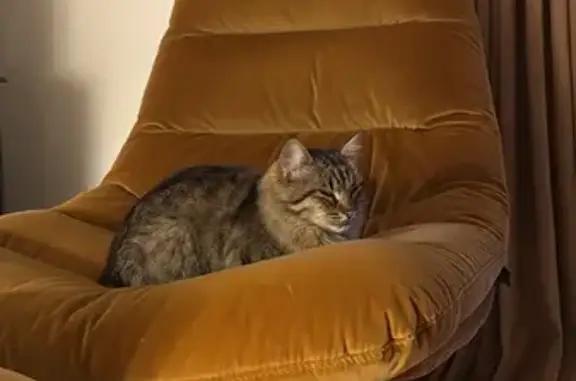 Chat trouvé Arcangues, photo: Chat sociable trouvé à Arcangues