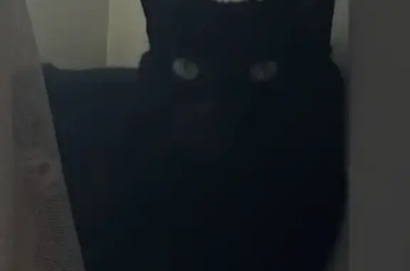 Missing cat Wheeling, photo: Lost Bombay Cat: Friendly Male, Carmel Rd
