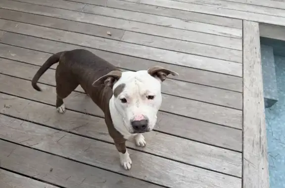 Chien trouvé Castries, photo: Chien mâle type staf gris trouvé à Castries