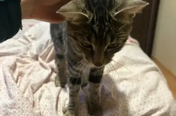 Animaux trouvés , photo: Chat trouvé près du stade à Izeaux