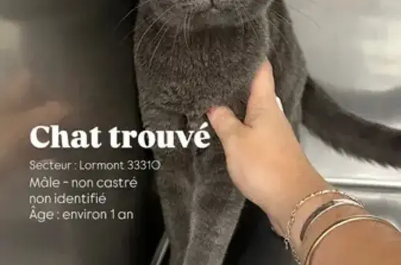 Chat trouvé à Lormont, gentil et en forme - photo