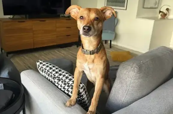 Found dog Kaneohe, photo: Found Caramel Dog: Camouflage Collar