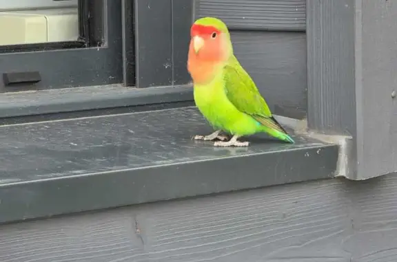 Oiseau trouvé Rue du Dr André Derocque - photo
