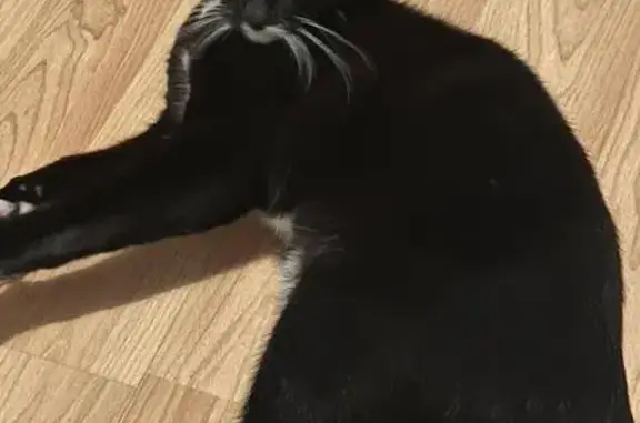 Lost Black Cat w/ White Paws on High St