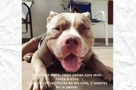 Pitbull Café Perdido en Zapopan, 9 Años