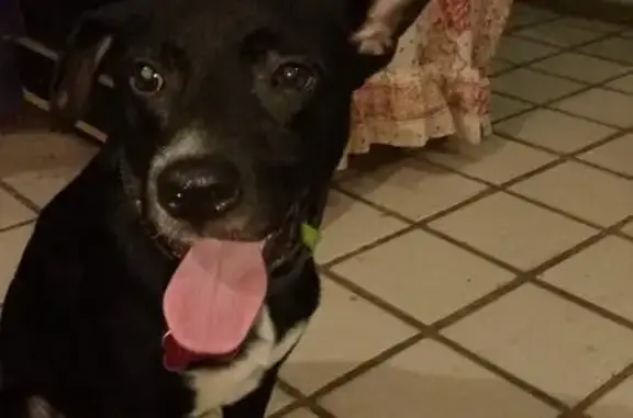 Perro perdido: negro con pecho blanco y pechera azul