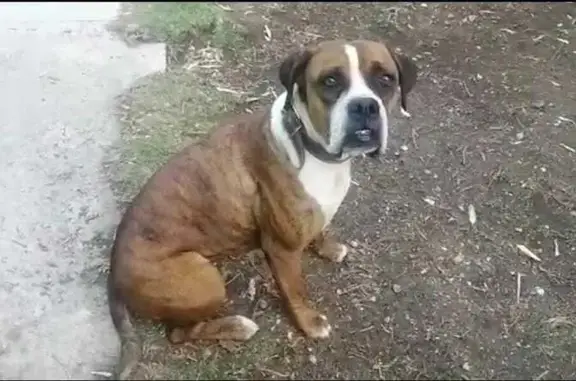 Perro Perdido: Café, Esterilizado, Collar