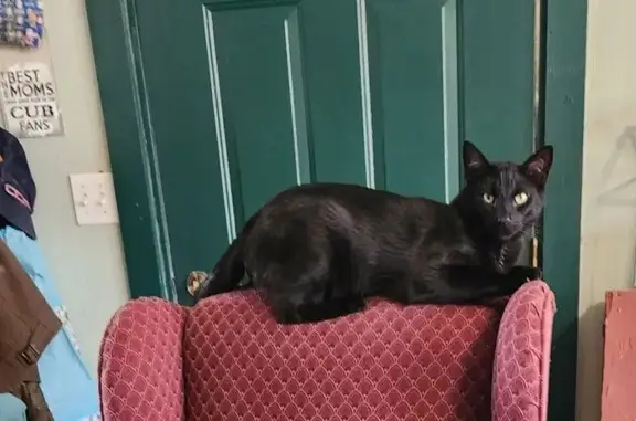 Lost Black Cat: Yellow Eyes, Big Ears