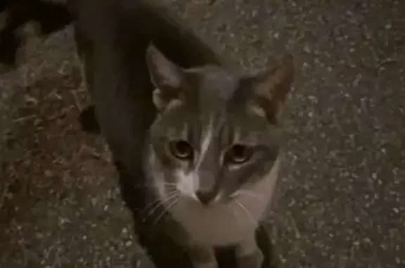 Chat trouvé Carpentras, photo: Chat errant rue des Glaieuls, Carpentras