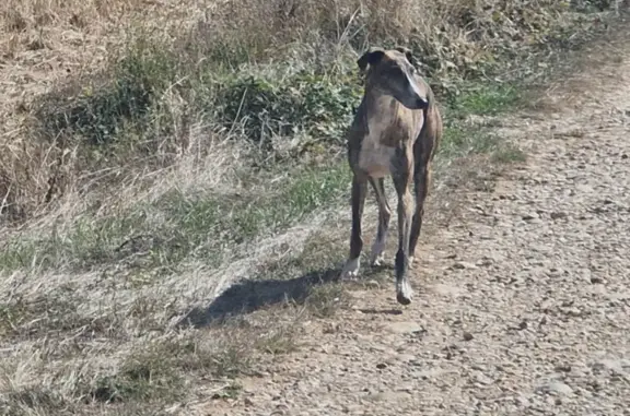 Galgo Atigrado Joven Merodea e...