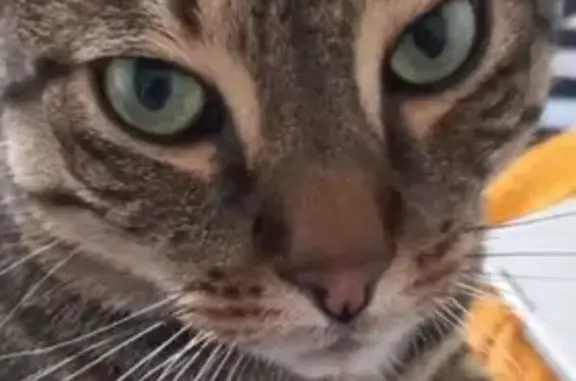 Chat perdu à Rouen : Willy, gris tigré - photo