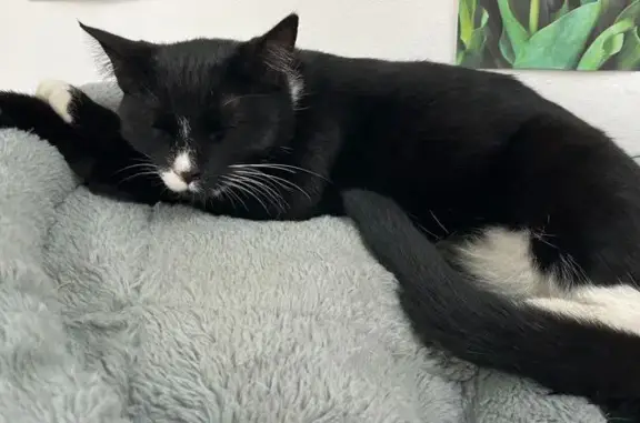 Missing Tuxedo Cat: Rudman Parade