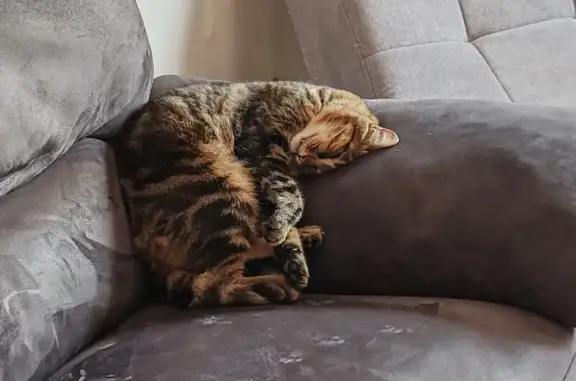 Chat perdu, Gardonne, photo: Chat perdu : Gnocchi, gris tigré, Gardonne
