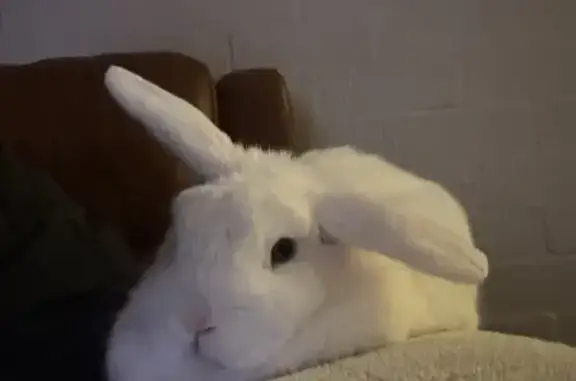 Lost White Rabbit: Blue Eyes i...
