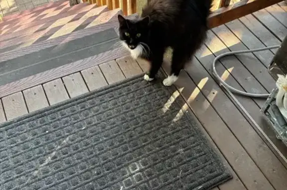 Found cat Tacoma, photo: Found: Playful Black Cat, White Paws