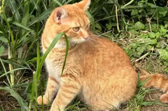 Found cat Millersport, photo: Lost Orange Cat: White Chin, Big Belly
