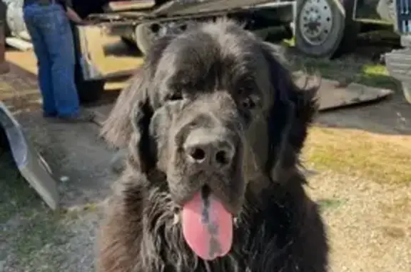 Lost Black Newfoundland on Hillcrest