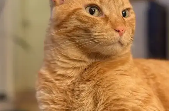 Lost Orange Tabby with Unique Freckles