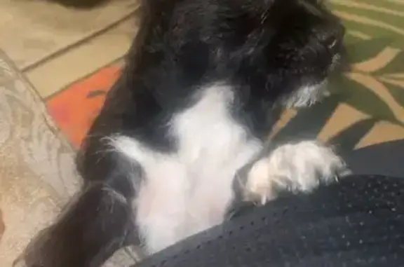 Lost: Black & White Chihuahua Mix, Salem