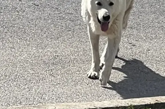 Found pets Chicago, photo: Found Dog: White with Black Ear Tips