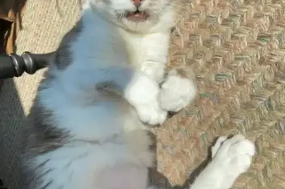 Missing Cat with Notched Ear in Side Lake