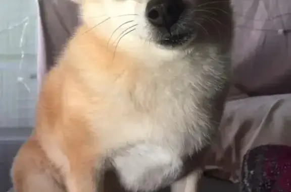 Lost: Tan Chihuahua Mix in Kurtistown