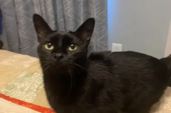 Lost Shy Black Cat with Grey Speckles