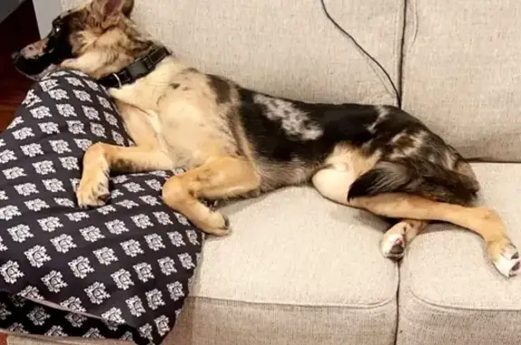 Lost German Australian Shepherd: Help!