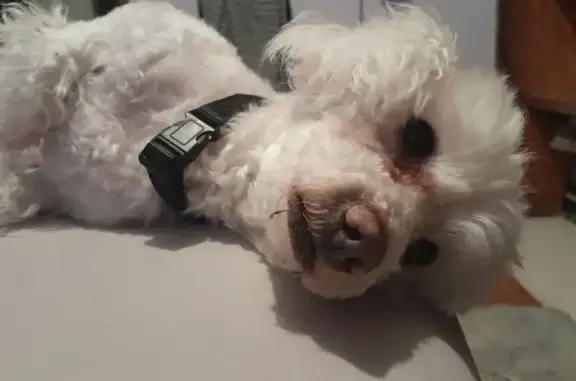Búsqueda de mascotas, foto: Perrita Maltés Perdida en CDMX: Blanca con Mochila Negra
