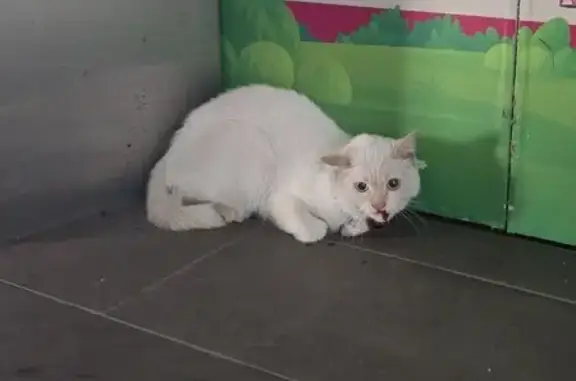 Lost and found pets Singapore, photo: Injured Cream Cat Found on Veerasamy Rd