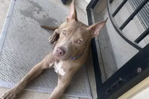 Found dog Schertz, photo: Found Dog: Tan & White, Blue Collar