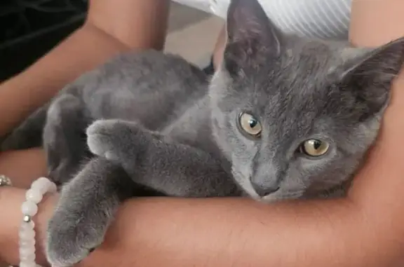 Lost 5-Month Grey Cat in Chicago