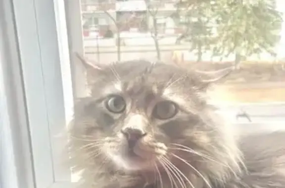 Lost Friendly Silver Gray Cat in Toronto
