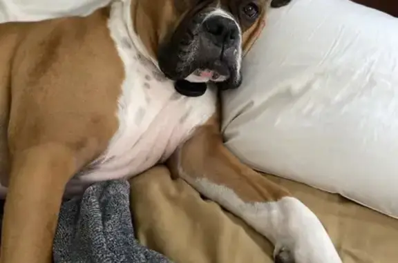 Lost Dog: Buddy on Desmond Drive