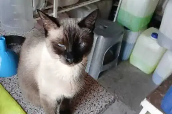Gata Siamés Perdida en Aguascalientes