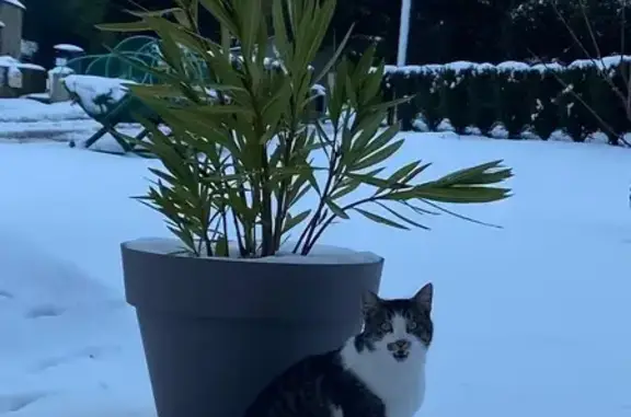 Chat perdu à Folligny : Toska, méfiante - photo