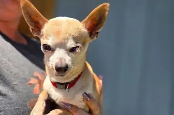 Help Find Lost Deaf, Blind Chihuahua