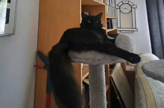 Lost Cat: Moo Moo, Black Long-Haired Beauty