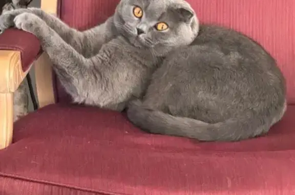 Lost Lilac Scottish Fold in San Jose