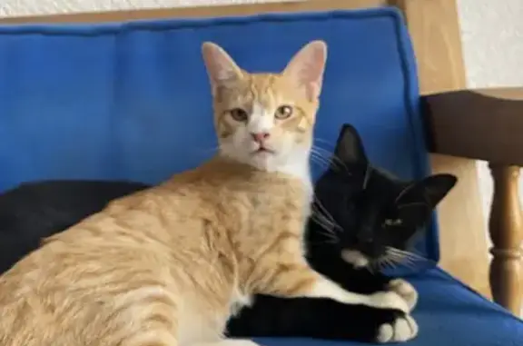 Se busca: Gatito naranja perdido en Puebla