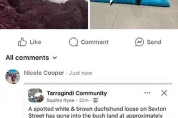 Help Find Molly: Lost in Tarragindi