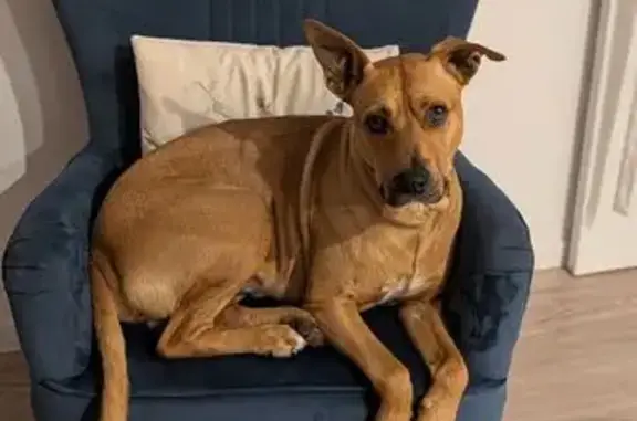 Lost Dog: Frankie, Playful Tan Pup Missing